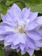 Clématite à grandes fleurs Teshio