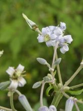 Clématite - Clematis stans