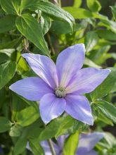 Clématite - Clematis Scented Clem