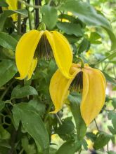 Clématite - Clematis tangutica Aureolin 