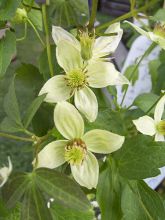 Clématite - Clematis tangutica Grace