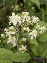 Clématite - Clematis vitalba Trichotoma