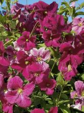 Clématite Abundance - Clematis viticella Abundance