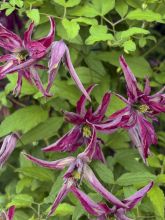 Clématite Rosalyn - Clematis viticella