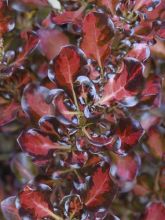 Coprosma Pacific Sunset