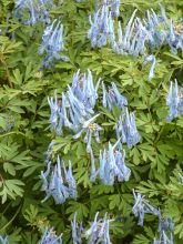 Corydale, Corydalis flexuosa China Blue, Fumeterre