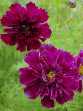 Graines de Cosmos Double Click Cranberries - Cosmos bipinnatus