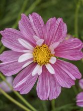 Cosmos 'Sensation Picotee' - Cosmos bipinnatus 'Sensation Picotee' - Le  Jardin du Pic Vert