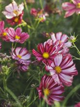 Cosmos 'Velouette'