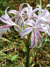 Crinum Striped Beauty