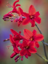 Crocosmia Hellfire® - Montbretia hybride rouge vif.