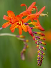 Crocosmia ou montbretia Okavango