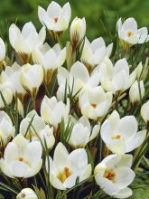 Crocus chrysanthus Snowbunting - Crocus doré