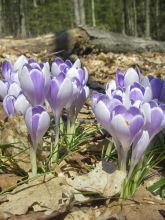 Crocus vernus Vanguard