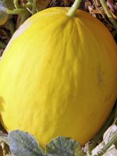 Melon Jaune Canari 2 Bio - Cucumis melo 