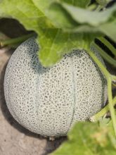 Melon Chilton Bio -Ferme de Ste Marthe