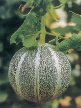 Melon Petit gris de Rennes en plants GREFFES - Cucumis melo
