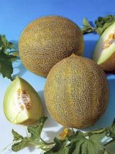 Melon sucrin Polidor F1 - Cucumis melo