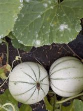 Melon hybride Rubens