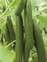 Concombre Bella - Cucumis sativus