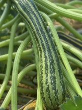 Courgette Coucourzelle AB - Ferme de Ste Marthe