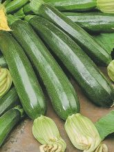 Courgette Firenze