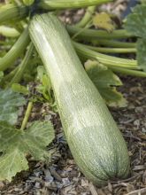 Courgette Genovese AB - Ferme de Ste Marthe