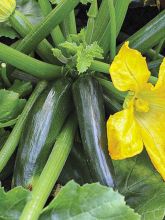 Courgette Midnight F1 