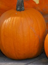 Courge Spooktacular - Potiron d'Halloween - Cucurbita pepo