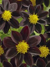 Graines de Dahlia Black Beauty - Dahlia des Jardins Nain Simple noir.