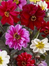 Graines de Dahlia Redskin 