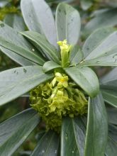 Daphne laureola Philippi - Daphné de Philippe.