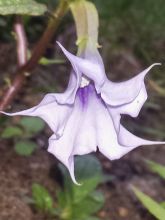 Graines de Datura La Fleur Lilac - Datura Metel La Fleur Lilac 