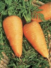 Carotte de Luc - Daucus carota