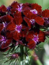 Dianthus barbatus Oeschberg, Oeillet barbu