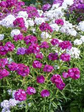 Œillet des poètes simple Précurseur à couper - Dianthus barbatus