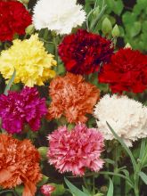 Dianthus Giant Chabaud Mixed 
