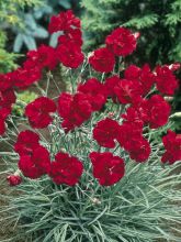 Dianthus plumarius Passion Hot Red - Œillet mignardise