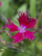 Dianthus Superbus Crimsonia 