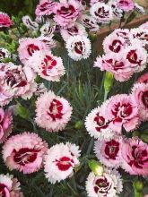 Dianthus Whatfield Supergem