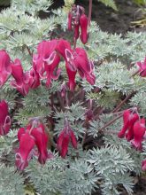 Coeur de Marie rouge - Dicentra Burning Hearts®