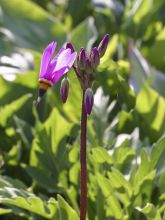 Dodecatheon jeffreyi Rotlicht, Gyroselle