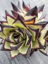 Echeveria 'Ebony'