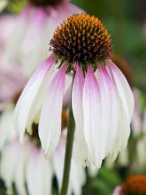 Echinacea JS Engeltje Pretty Parasols - Echinacée