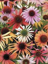 Graines d'Echinacea Magic Box - Rudbeckia pourpre