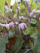 Epimedium Enchanteress, Fleur des elfes