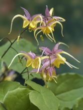 Epimedium Fire Dragon, Fleur des elfes