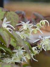 Epimedium grandiflorum ssp. koreanum La Rocaille, Fleur des elfe