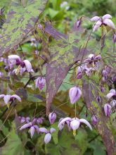 Epimedium Kaguyahime, Fleur des elfes