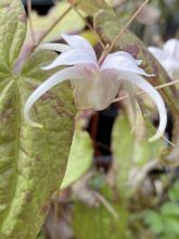 Epimedium latisepalum, Fleur des elfe